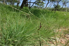 Ceropegia pullaiahii